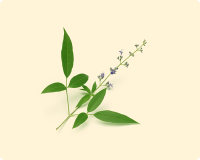 Vitex (100mg)